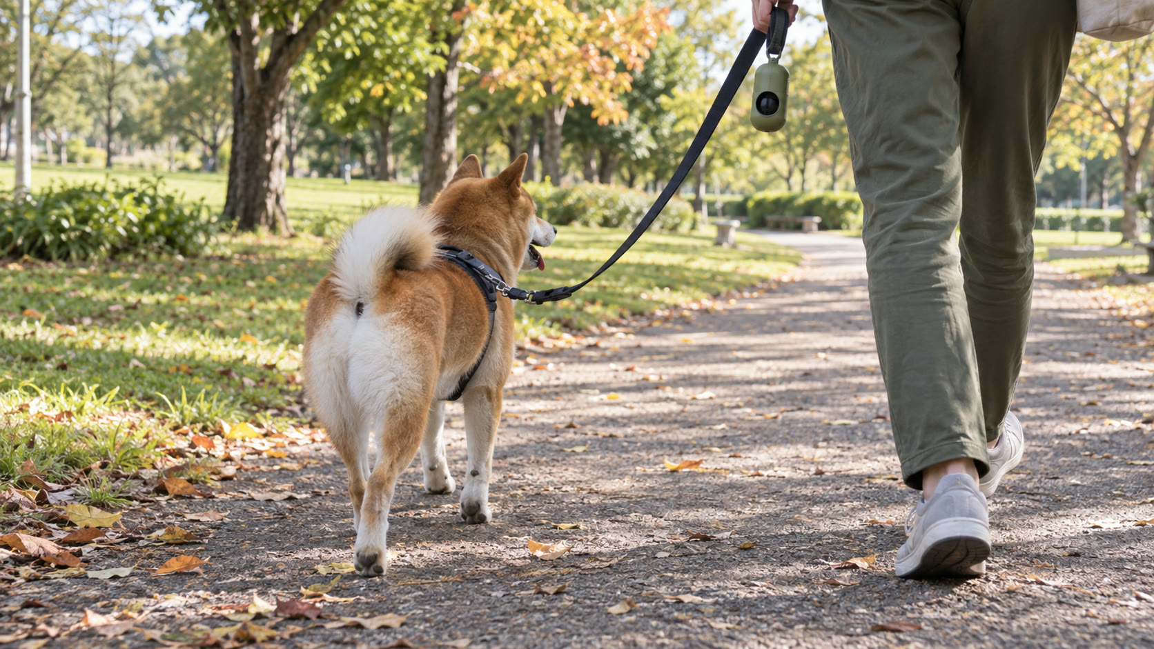 秋の公園でリードを付けた犬と園路を歩くテーマ画像